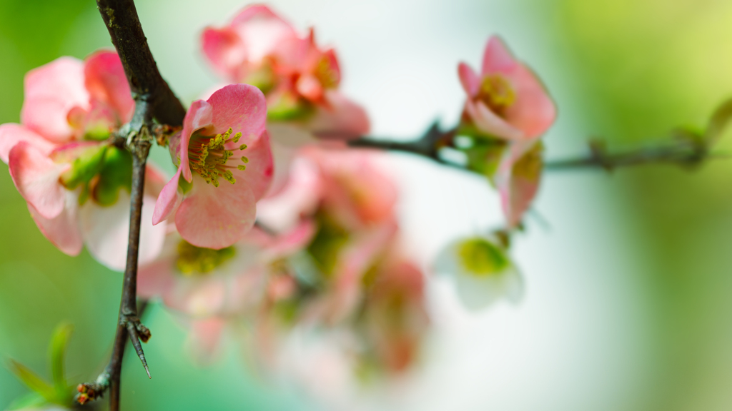 木瓜の花・９