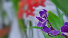 秋のラン展・７