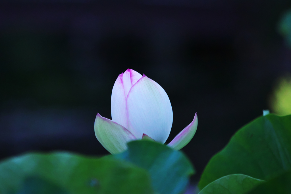 夜明けの孫文蓮・１