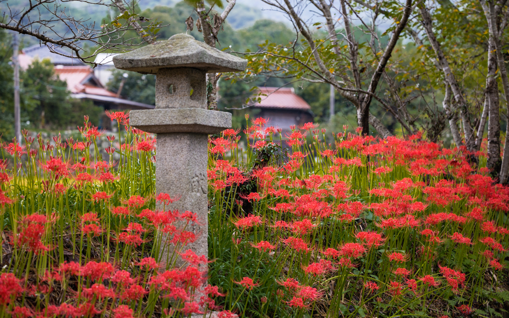 彼岸花・５