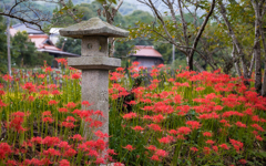 彼岸花・５