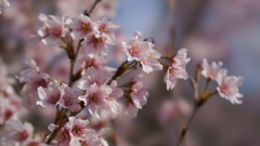 啓　翁　桜