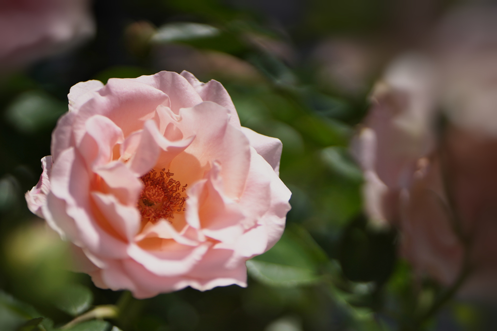 春バラ・３０＿５