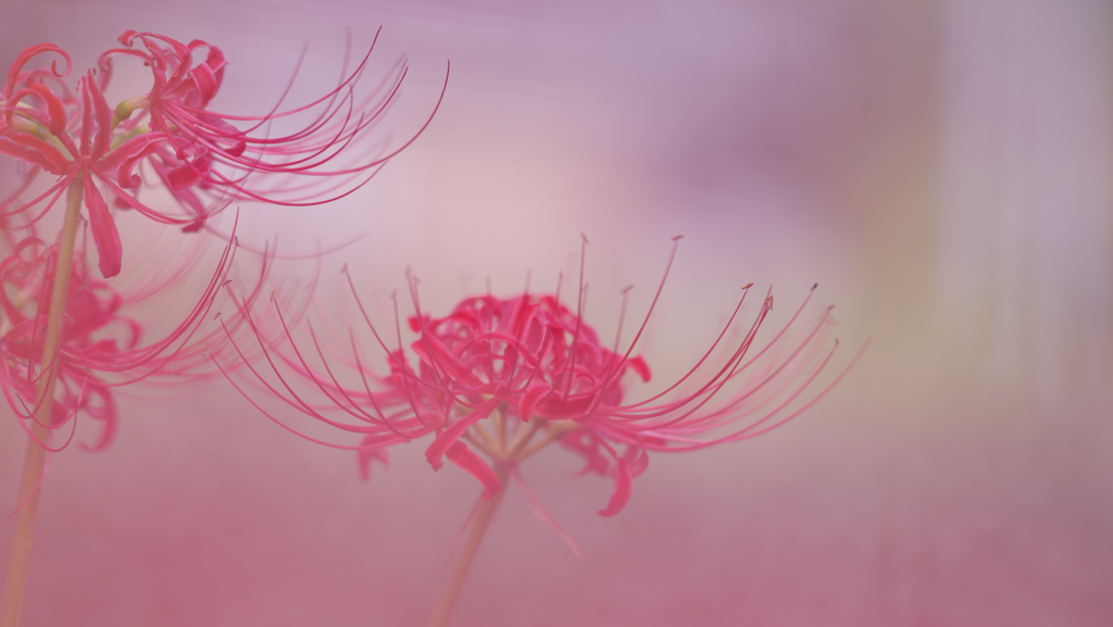 曼珠沙華 燃ゆ・５