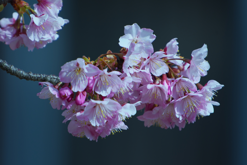 寒桜・４