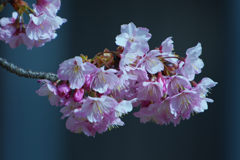 寒桜・４