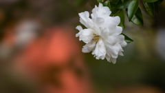 山茶花・１