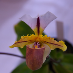 スピセウアナム