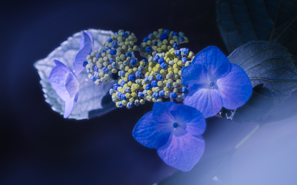 紫陽花・５＿３