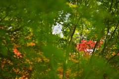春紅葉・３