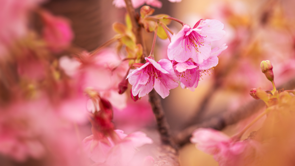 河津桜＿３