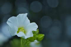 花アオイ・６