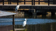 公園の野鳥たち＿１