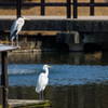 公園の野鳥たち＿１