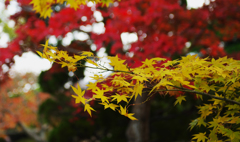 紅葉＿毛利氏庭園・３０＿３