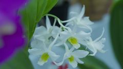 秋のラン展・６