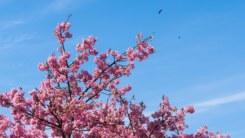 河津桜＿１７