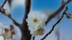 梅花・１０