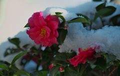 山茶花＿１８