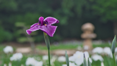 花菖蒲３０＿６