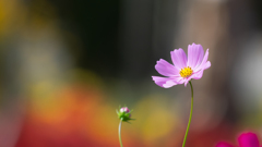秋　桜＿２３