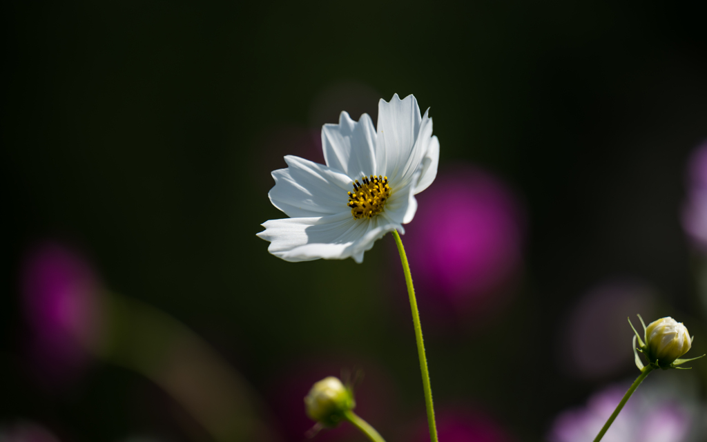 秋桜＿４
