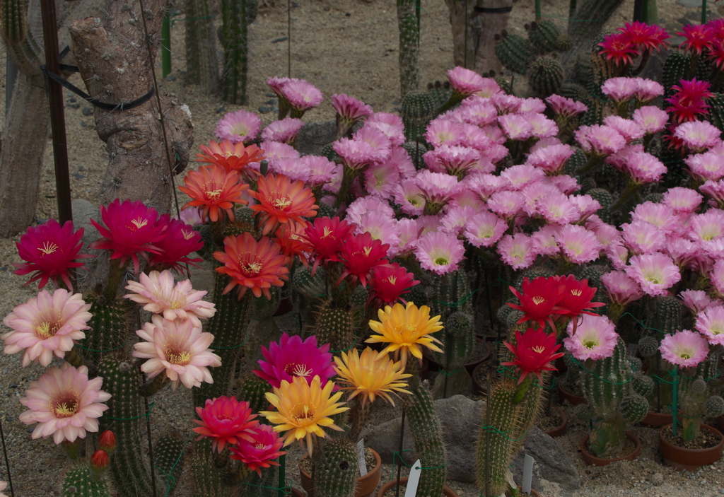 サボテンの花３０＿１０
