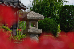 彼岸花・３０＿２９