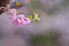 桜・３１＿１１