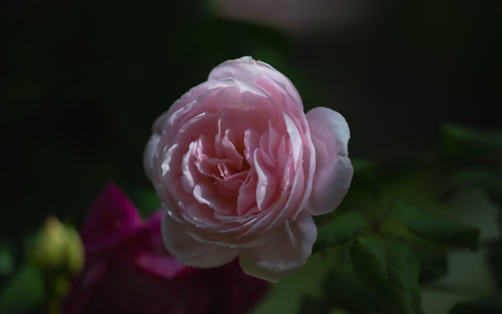 秋の薔薇・１０