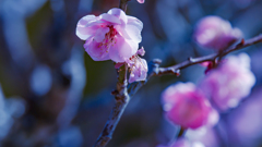 見納めの梅花・５