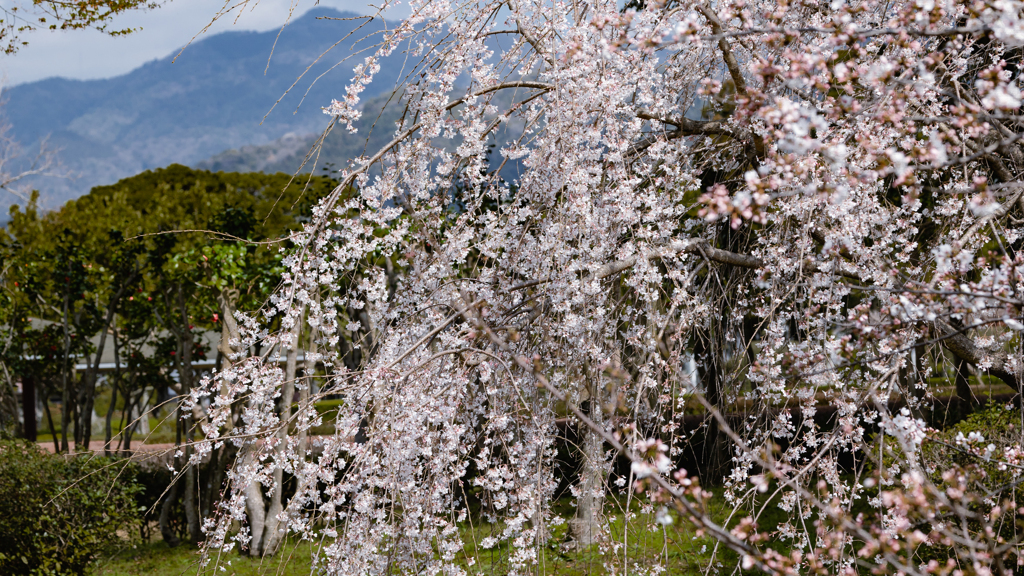 枝垂れ桜・５