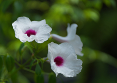 ソケイノウゼン