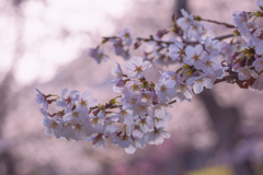 桜・維新公園１５