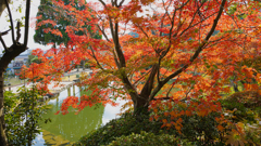 香山園 秋の彩り’２２＿６