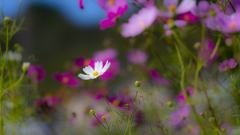 秋桜・２２＿２６