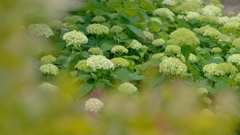 紫陽花３０＿１５
