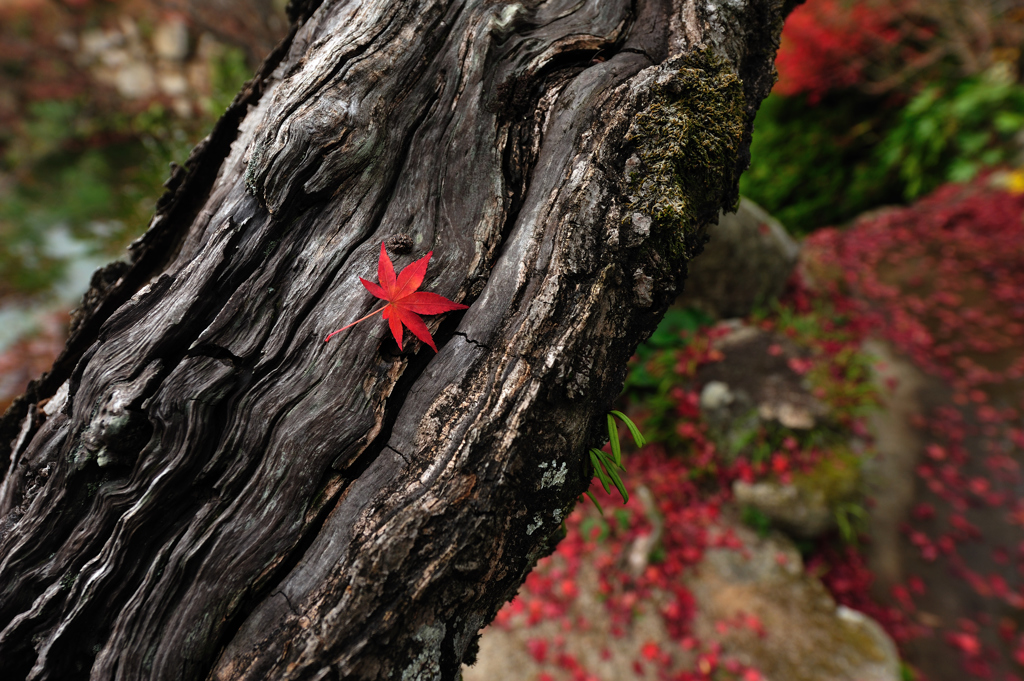 紅葉探索・４９