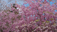 しだれ桜・１９＿５