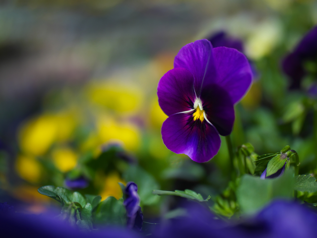 パンジー・３９