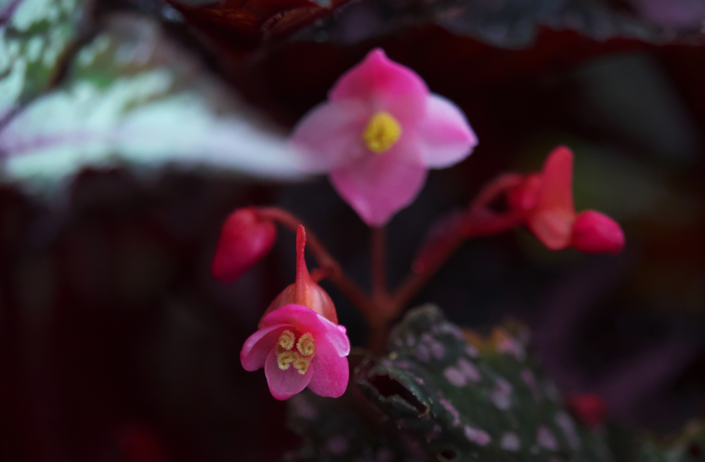 レックスベゴニア　真衣