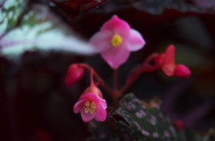 レックスベゴニア　真衣