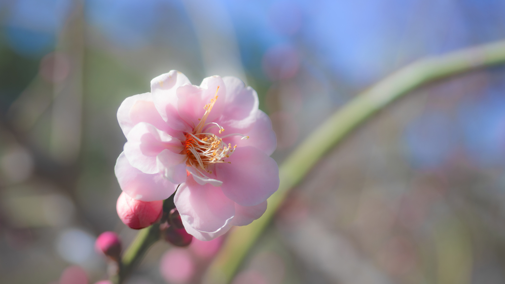 梅花＿１１