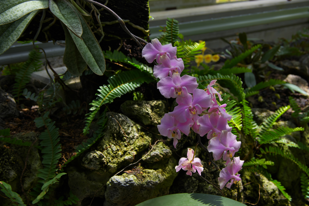 ファレノプシス  シレリアナ