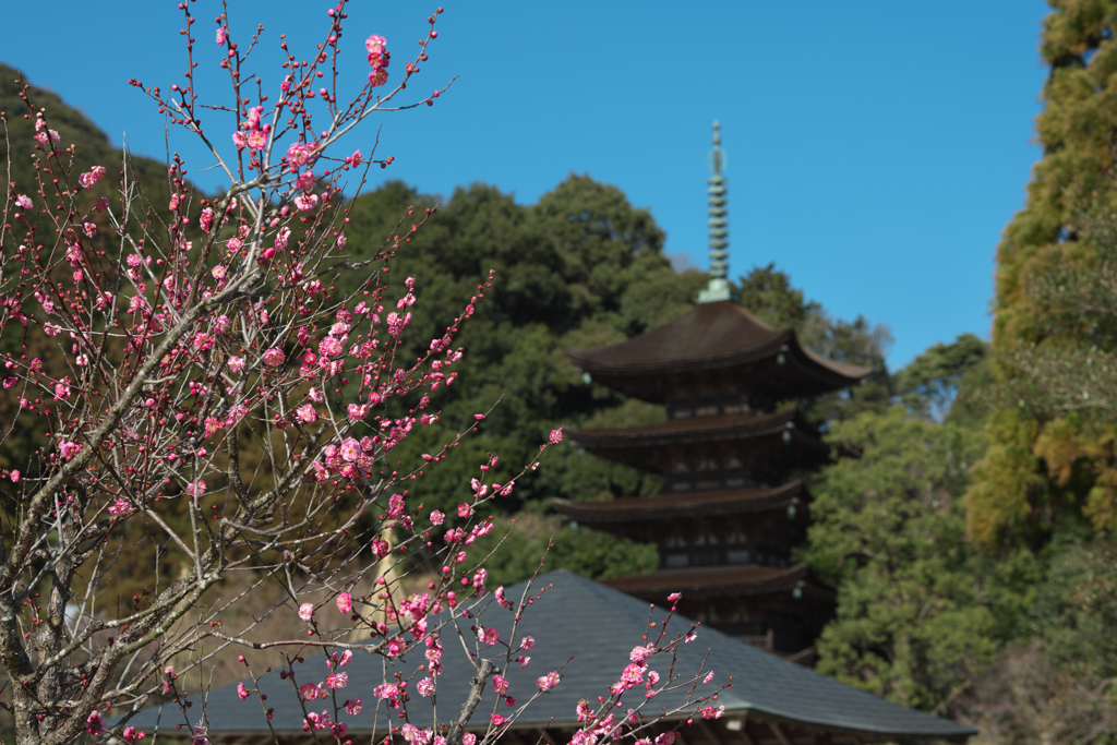 梅花と五重塔＿８