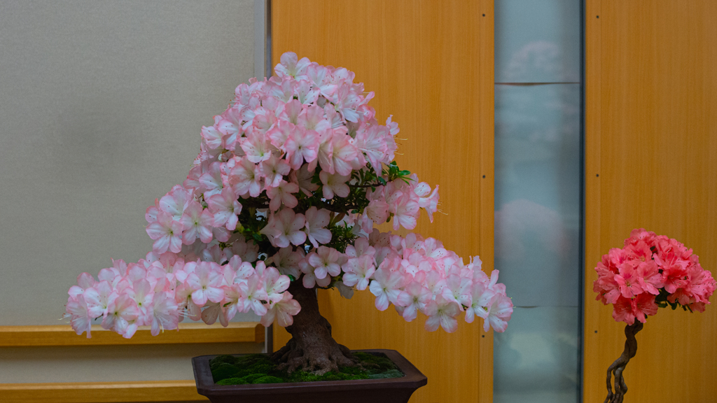 皐月盆栽＿２３