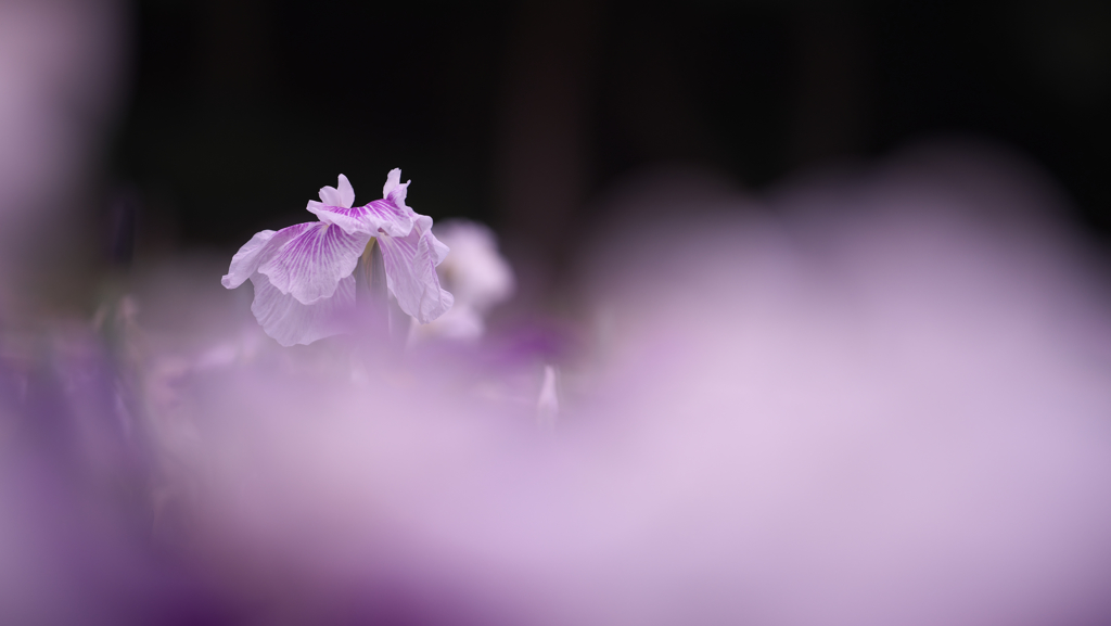 花菖蒲・２＿５