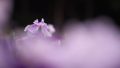 花菖蒲・２＿５