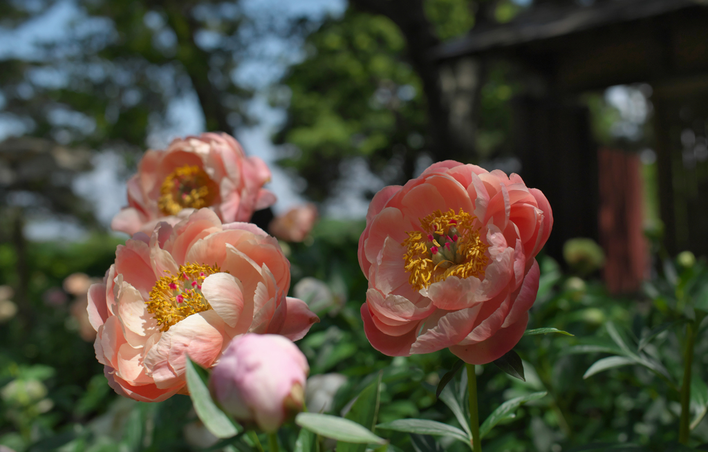 芍薬＿２１