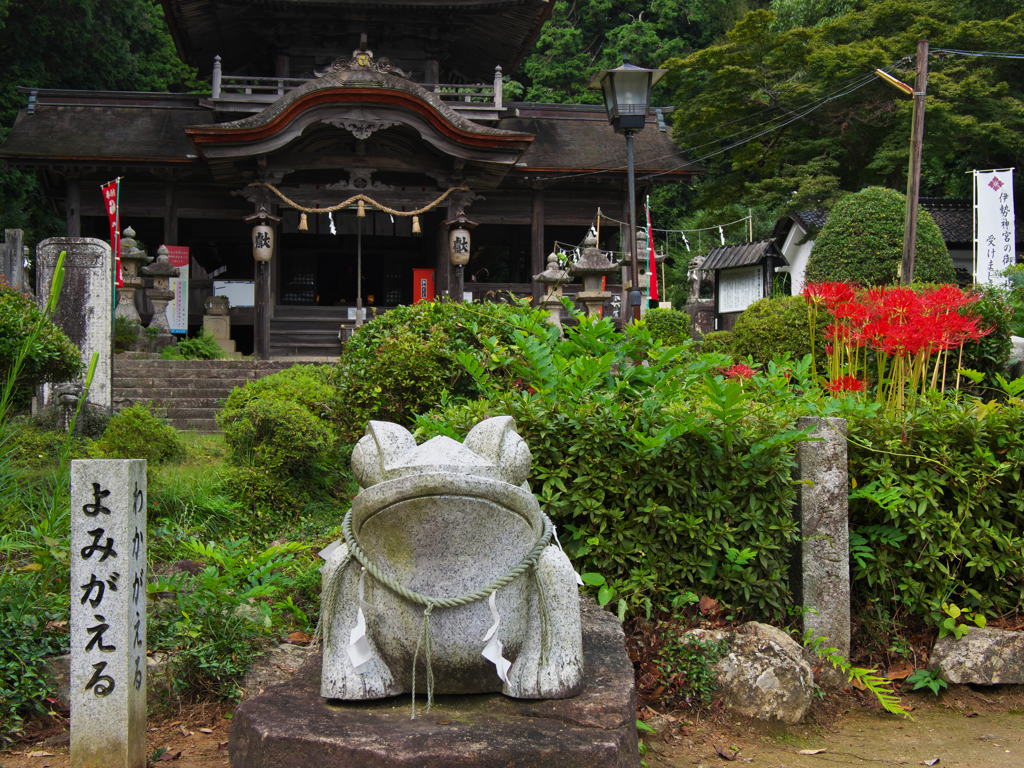 彼岸花・３